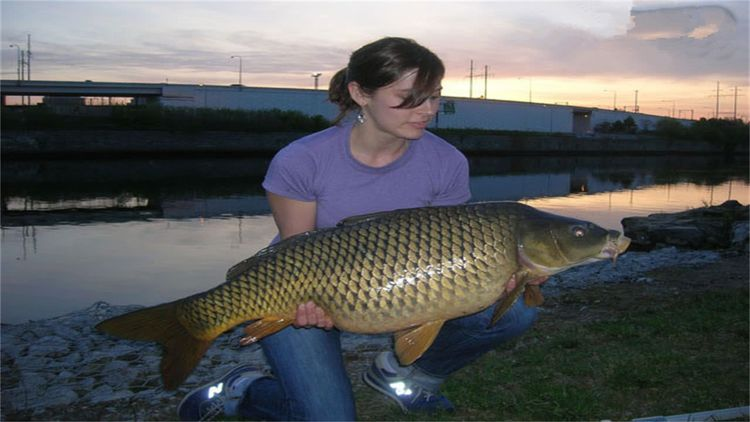 美国|我叫鲤鱼，是中国人的福星是美国人的噩梦，我很庆幸能来到美利坚