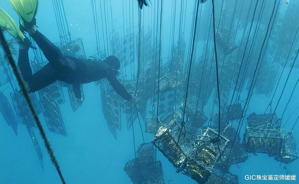 GIC珠宝鉴定师媛媛 这么一个小镇，可以生长出世界上最美丽的海水珍珠，成为珍珠之都