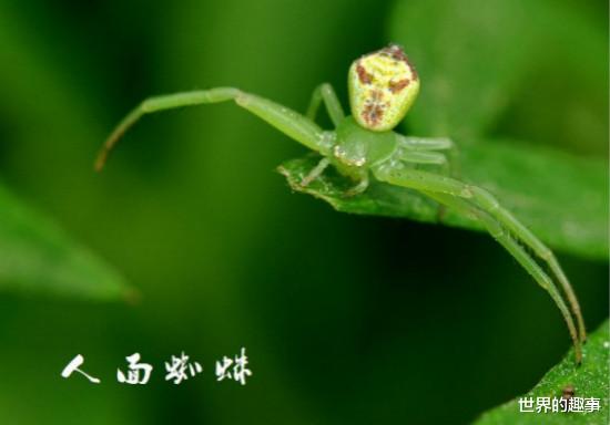 蜘蛛 世界上最诡异的人面蜘蛛 背部花纹像人脸眼睛像外星人