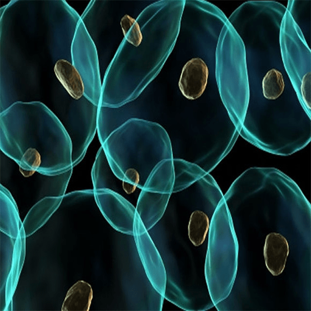 免疫细胞 中科西部干细胞研究院：一文读懂干细胞与免疫细胞