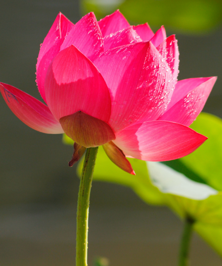 吉星|到了年底，4属相吉星关照，财运亨通，福运绵延，日子更精彩