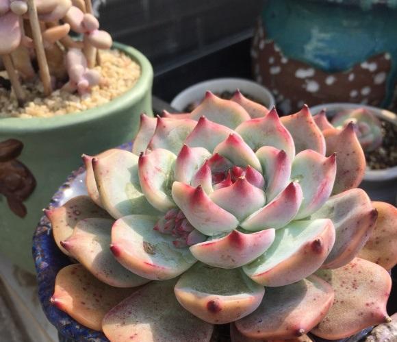 说说家装那点事儿|多肉好看不好养，想要养好它！“先要有环境，后要有技术”！