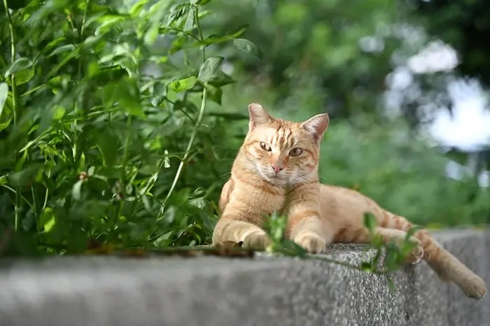 尼康|尼康正式发布Z 28-75 F2.8，宣布开发800mm F6.3