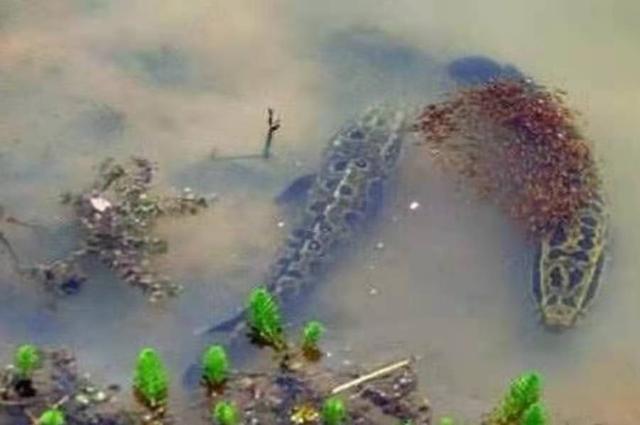 |据说到了伏天，只有这黑鱼钓法最霸气，老钓友直言：上鱼不要太快