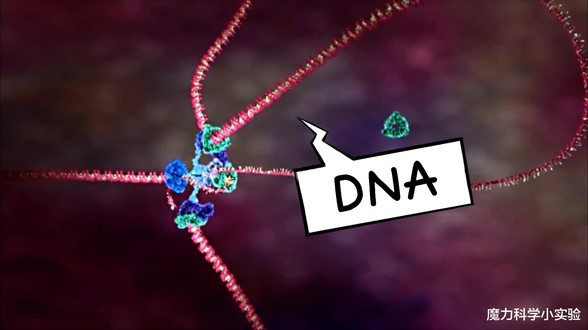 细胞、细胞核、DNA、染色体傻傻分不清？一张图搞明白