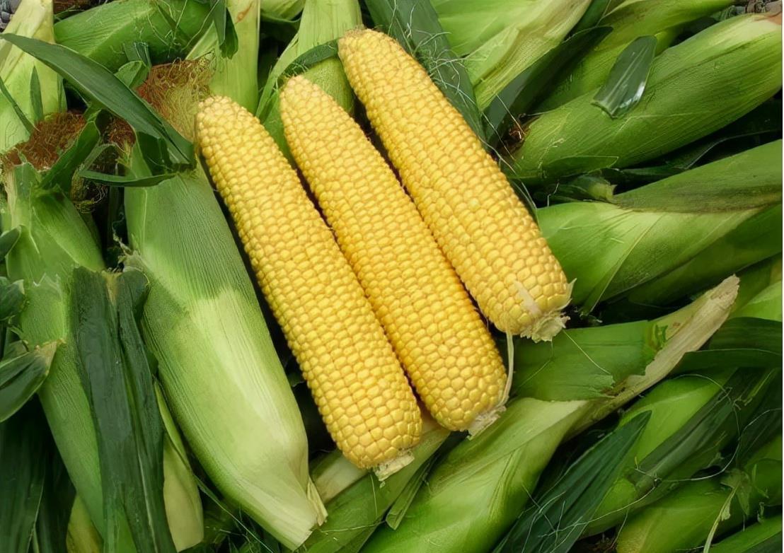 育妈计|中国大规模取消进口玉米订单,这是为什么,要减少进口依赖?