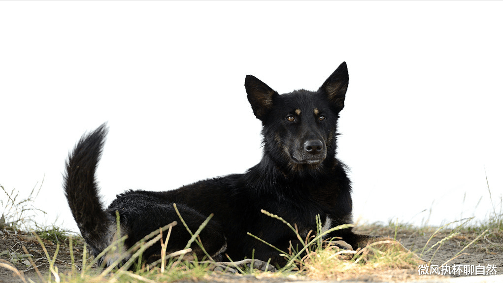 微风执杯聊自然|因为学狼叫黑犬被驱逐,主人夜晚骑马被狼群围住,蒙冤黑犬救了他