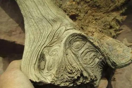 |崖柏手串“长白毛”发霉？啥情况？先别扔，还有得救！