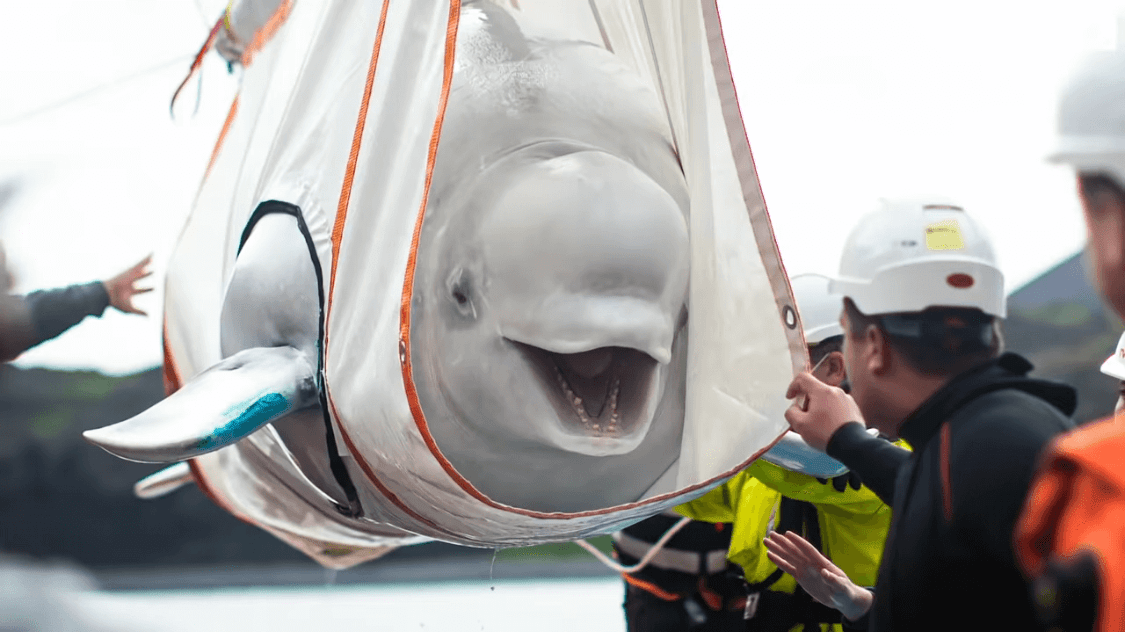水熊 你想象过用一半大脑睡觉一半大脑思考吗？对海洋霸主虎鲸来说这是日常