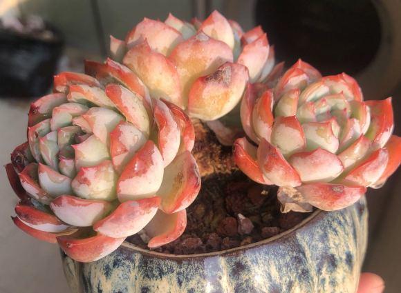 向阳园艺|哪些多肉最好养？养多肉没有技巧，掌握套路，全都很好养