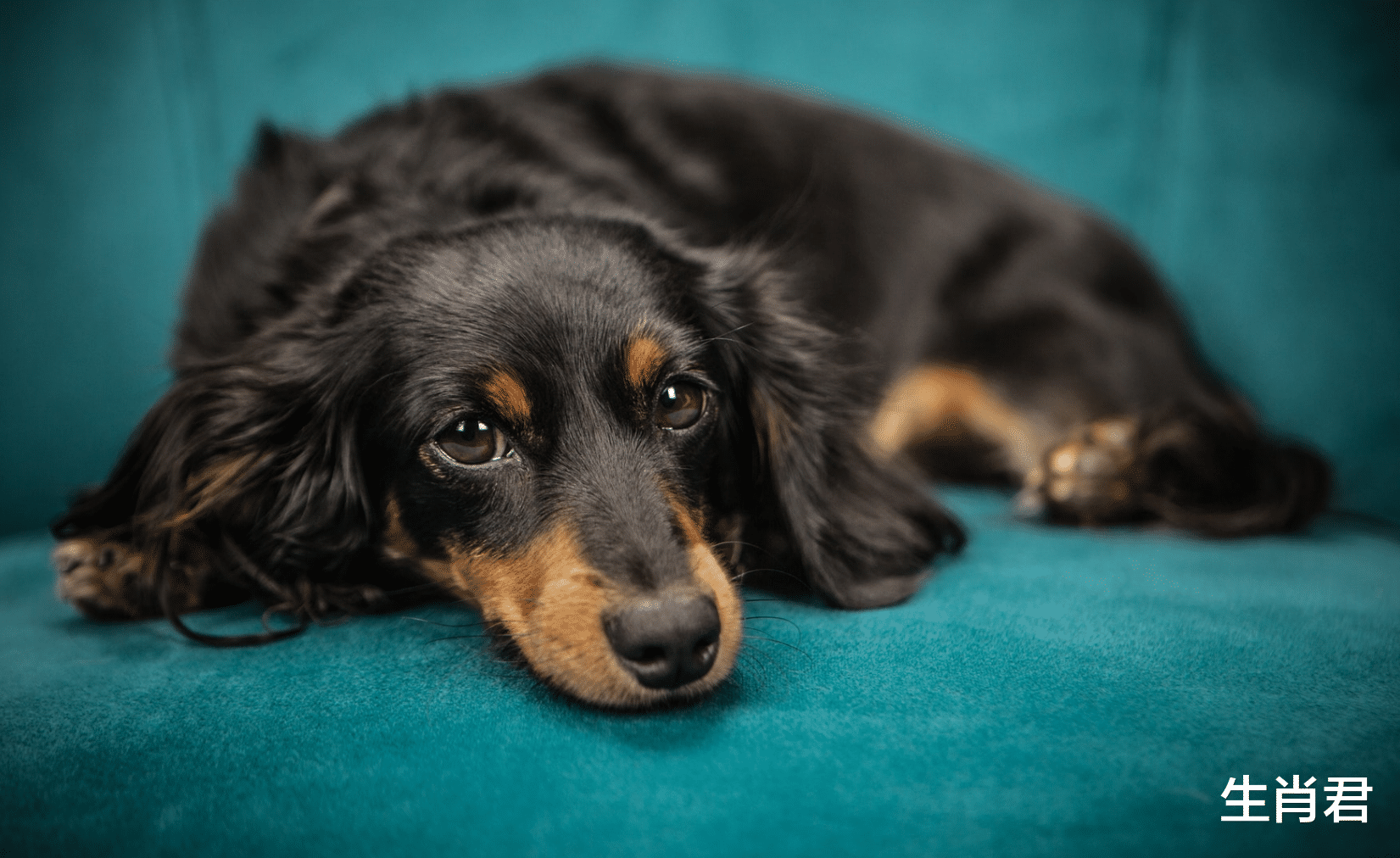 属狗|越努力越幸运，属狗人脚踏实地的工作，自然会在职场中脱颖而出