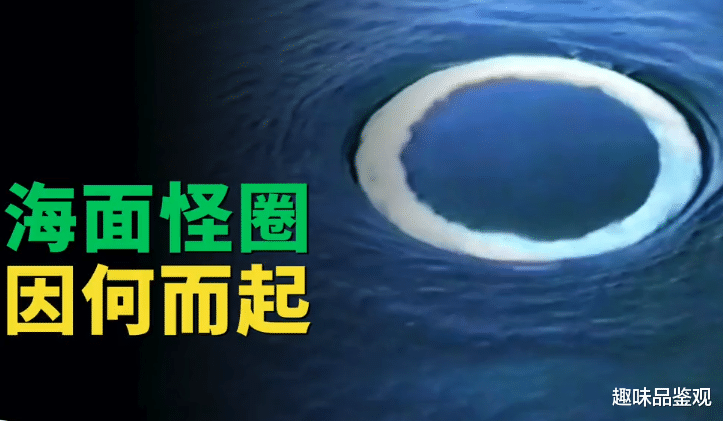 座头鲸 海面频繁出现白色怪圈，直径约4米，形状完整，观光游客不知所措