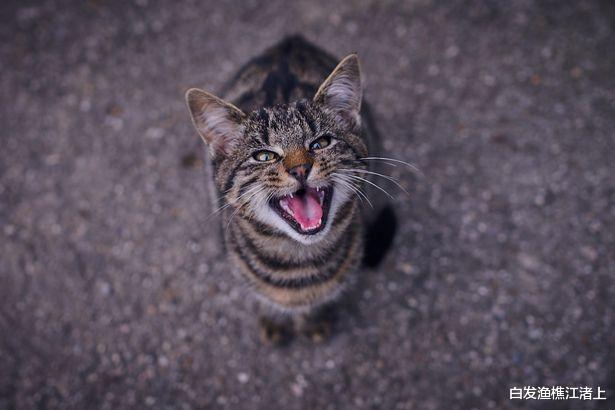 白发渔樵江渚上 “偷渡猫咪攻击飞行员”导致客机被迫紧急降落