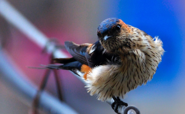 若珍|农村的燕子数量越来越少，专家：它们和人类正面临着同样的问题