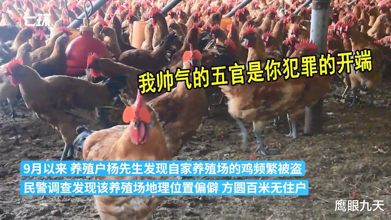 塑料兄弟情!男子分6次偷走朋友200多只鸡,平时赊账借钱算啥?