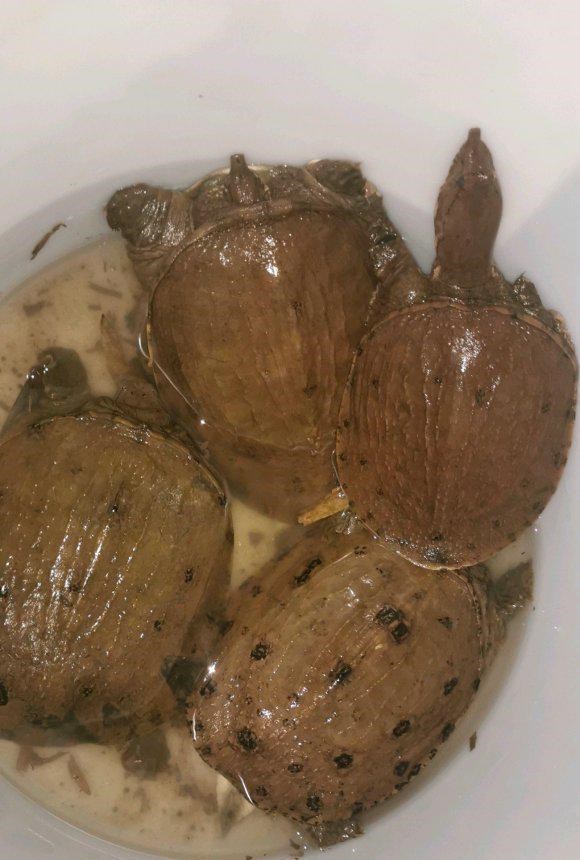 江西|甲鱼成群上岸产卵？江西钓鱼人夜钓，岸边捉住四只甲鱼