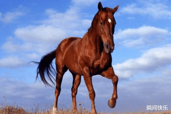 生肖|惹不起的生肖龙、生肖马、生肖鼠，2021年职场顺遂，步步高升