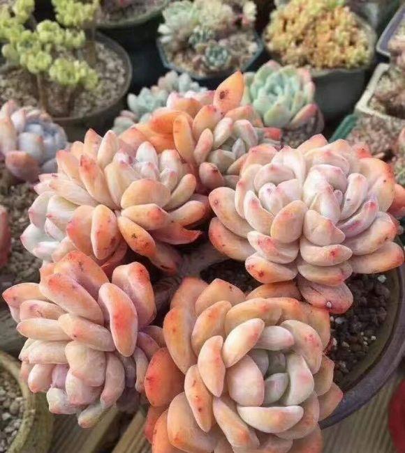 说说家装那点事儿|养多肉是为了爱好，还是为了繁殖售卖？这2者都要有，不能白玩