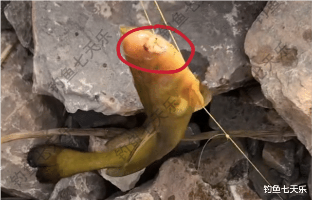 饵料|钓的黄辣丁太小?钓鱼人:这种虫子烤一下,半斤重的大货很容易上钩