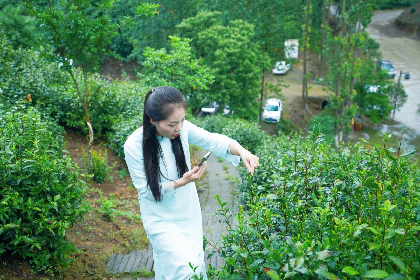 陕西微资讯 陕西商南：三代茶人接力提品质、树品牌、拓市场创出北纬33°奇迹