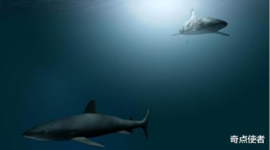 鲨鱼 环境污染导致动物乱进化?多只雌鲨鱼开始无性繁殖,这并非好事