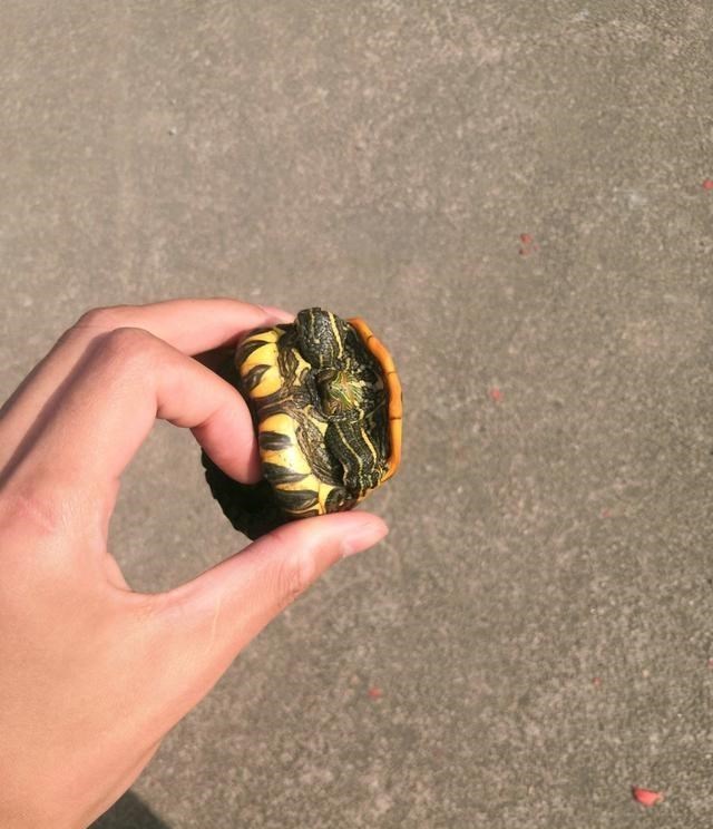 巴西龟|珠江里钓起“变异乌龟”，外形奇特，钓鱼人：下不去嘴