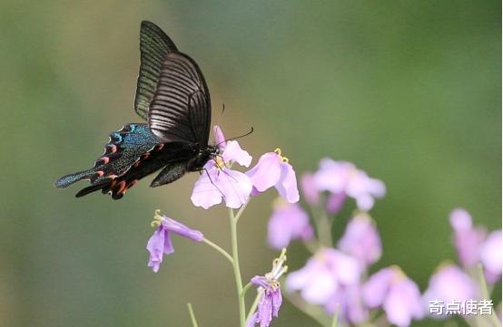 毒蛇 杭州发现“大眼外星人”，将自己伪装成一条毒蛇，专家：极其罕见