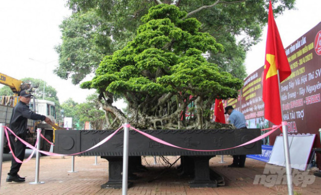 睹图 男子有棵数百年的古树盆景,有人出84万不肯卖,称它是灵魂伴侣