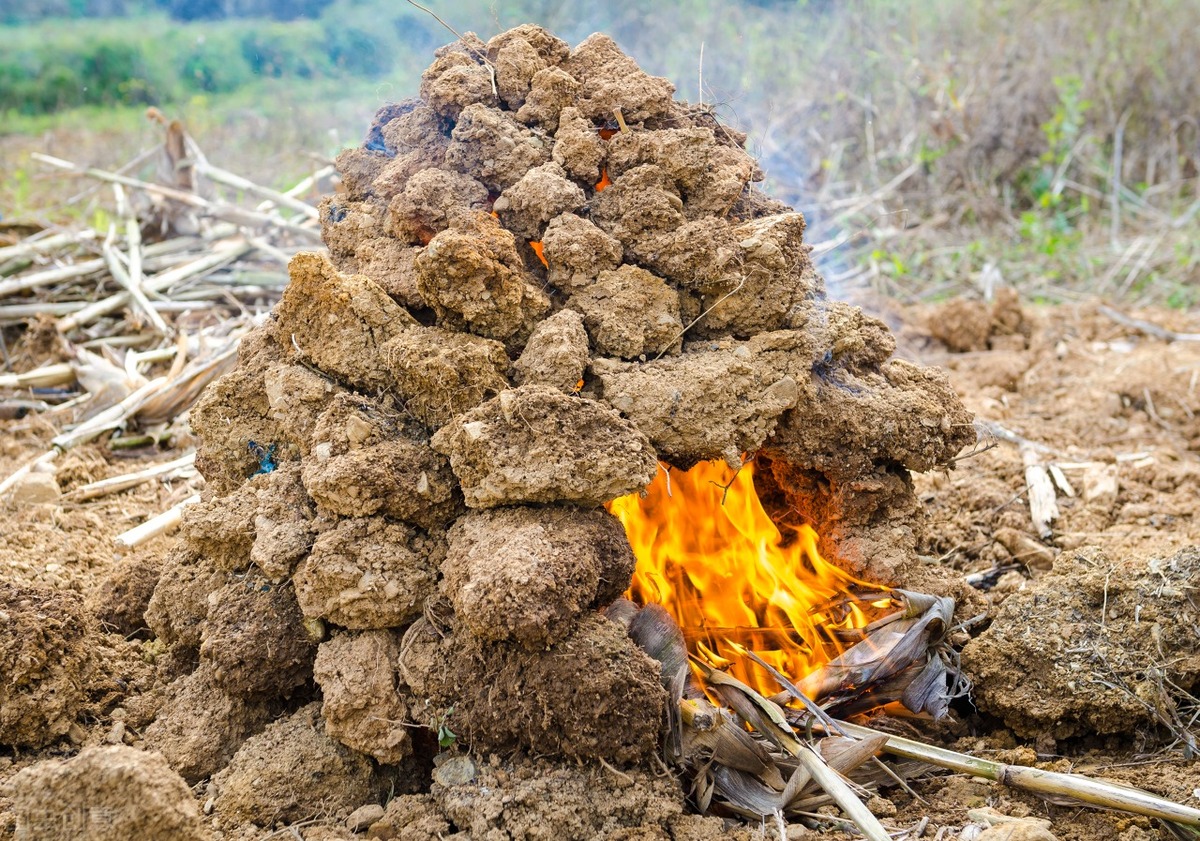 哀牢山|哀牢山之殇：野外生存，真没你想象中的那么容易