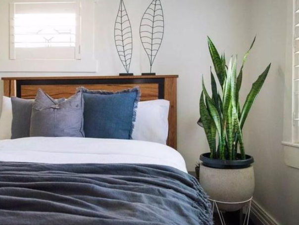 卧室不要乱养花,4种“催眠花”,净化夜间空气,一觉睡到大天亮