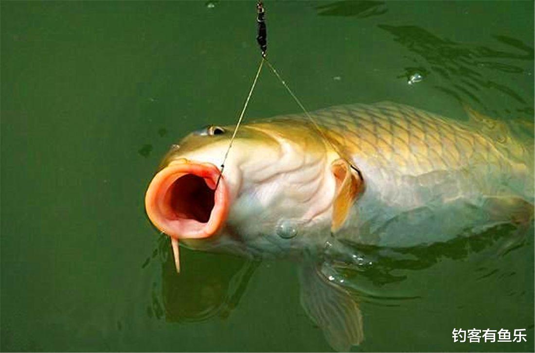 饵料|白天太热不好钓鱼，可选择夜钓；小鱼闹钩，看漂抓口是关键