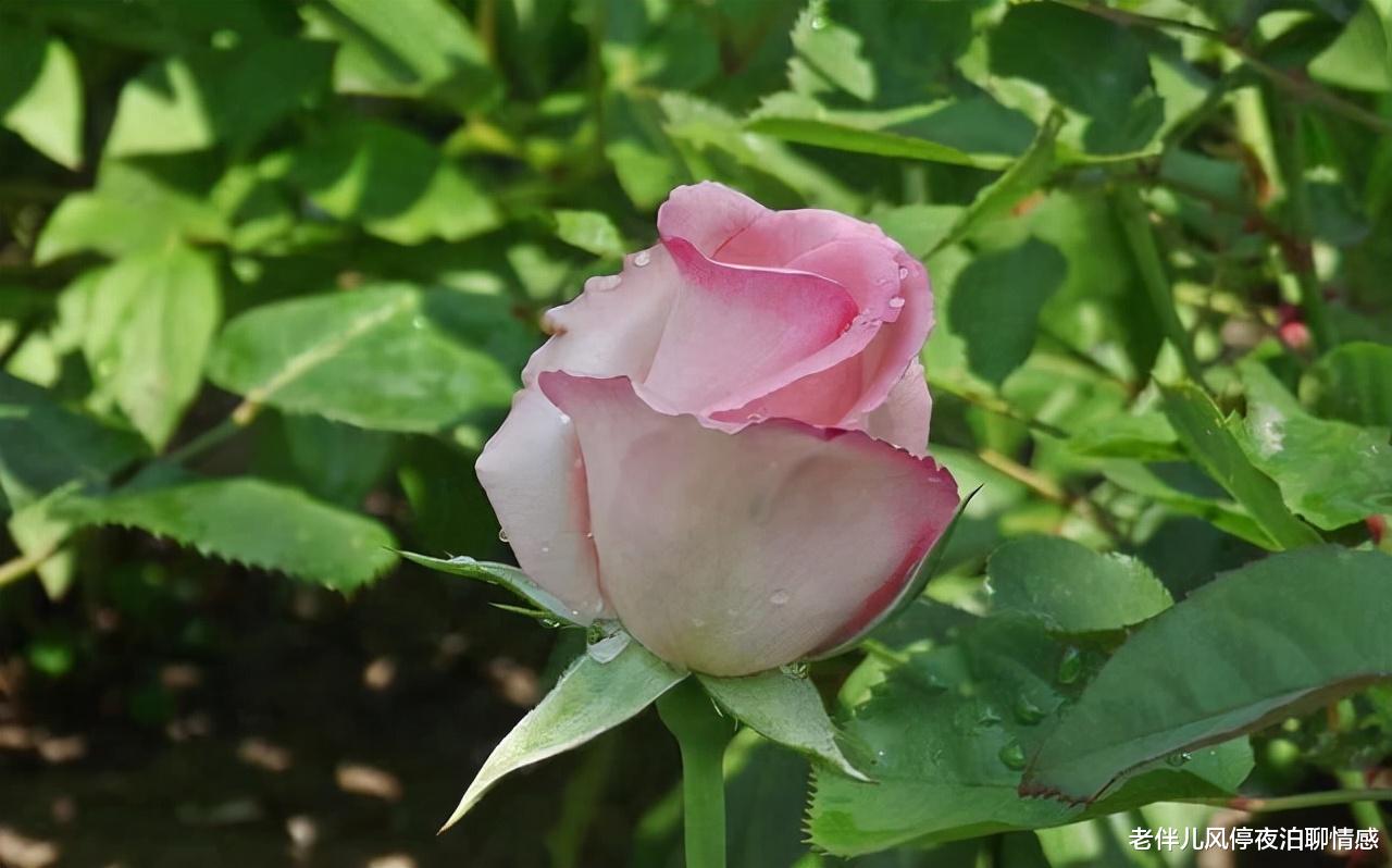 老伴儿风停夜泊聊情感|冷暴力的男人,是什么心理?越早知道越好