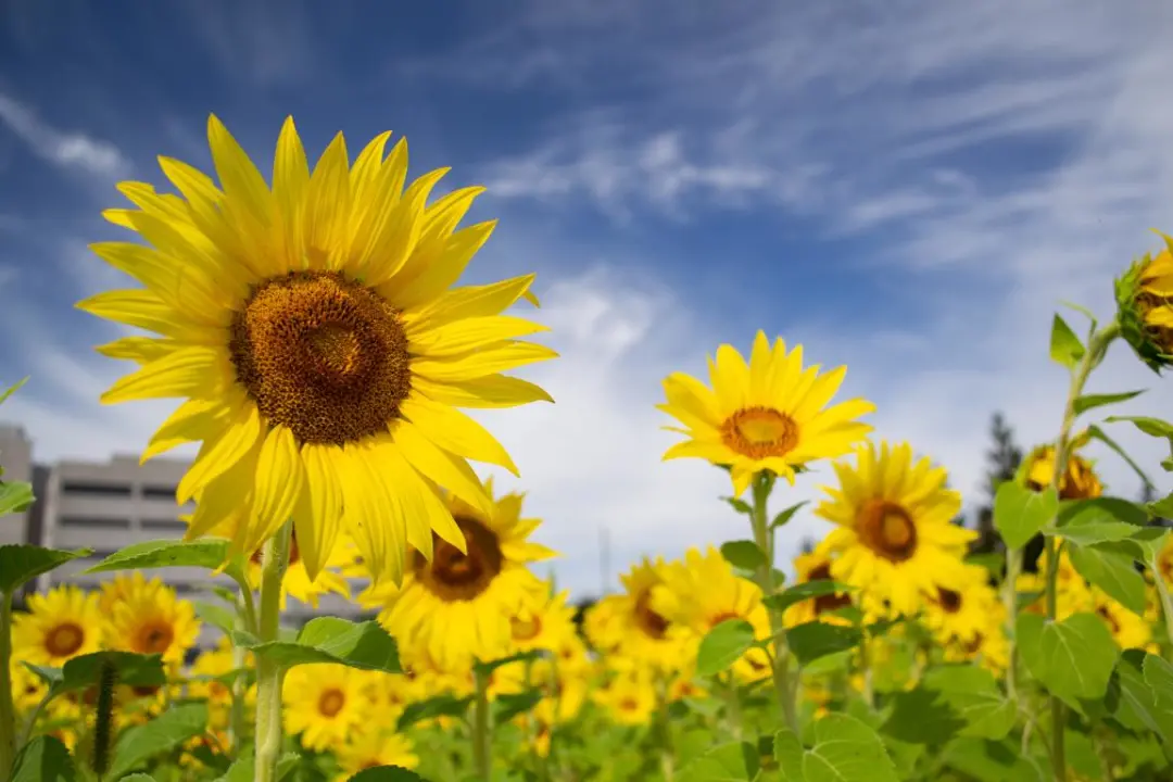 穿衣搭配|五行穿衣指南 | 2021年12月4日穿出好运来五行穿衣旺运法