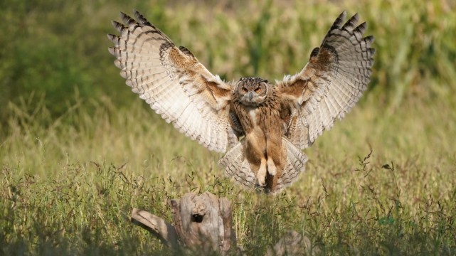 猫头鹰 雕鸮：猫头鹰家族中的大哥，从不卖萌