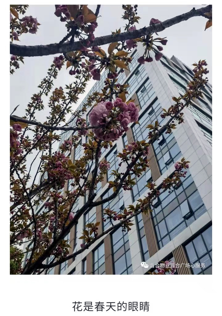 姑苏摄影王建康 江苏苏州：春意如许在晋合