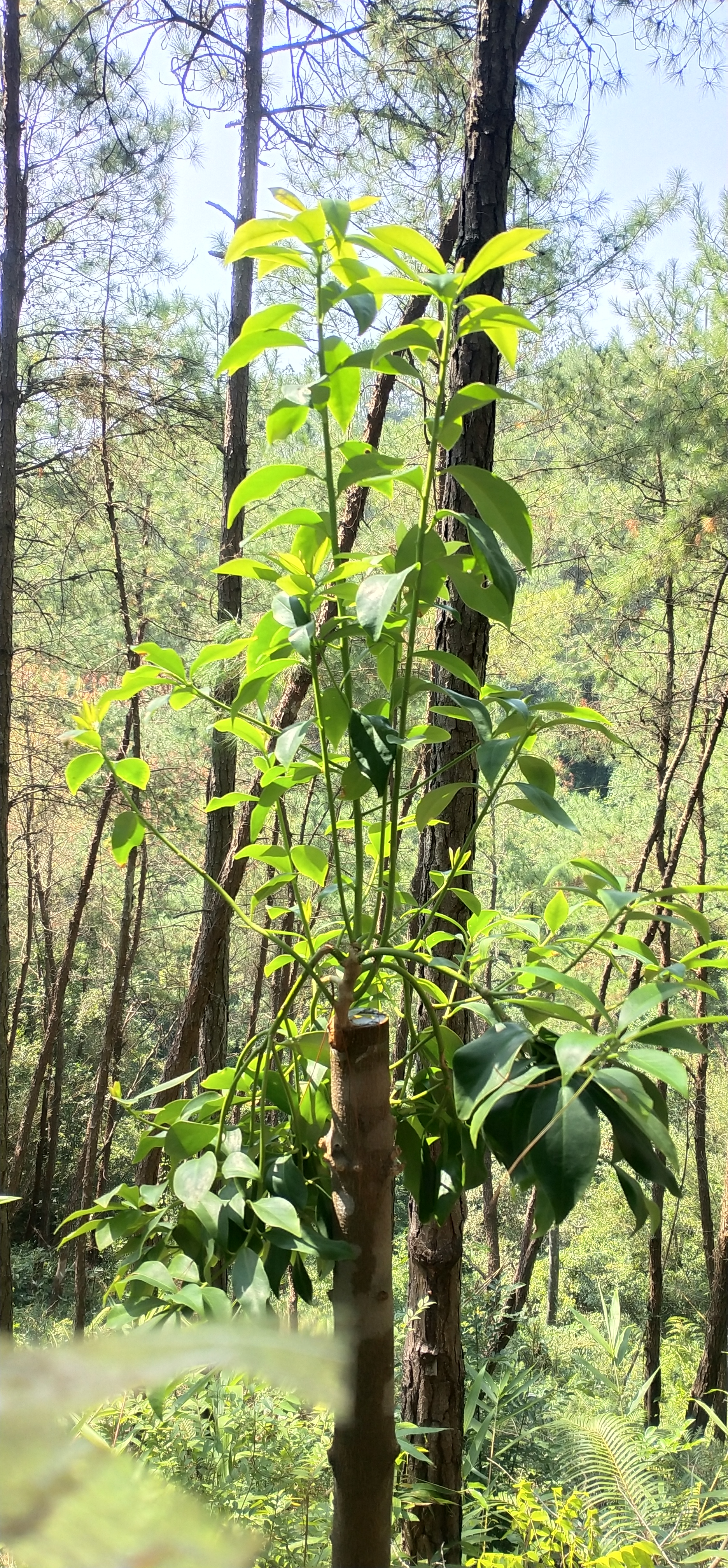 磨刀不误砍柴工,这句话很深刻,广西藤县古龙网红罗马八角嫁接矮化纯正品种