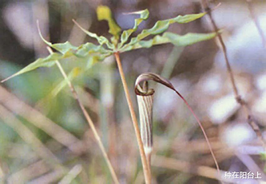  太任性了，以高矮定雌雄，这植物竟然可以随时变“性”！