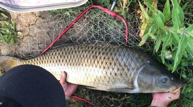 |窝里有鱼不咬钩？可能这5个地方有问题，钓鱼时不妨排查一下