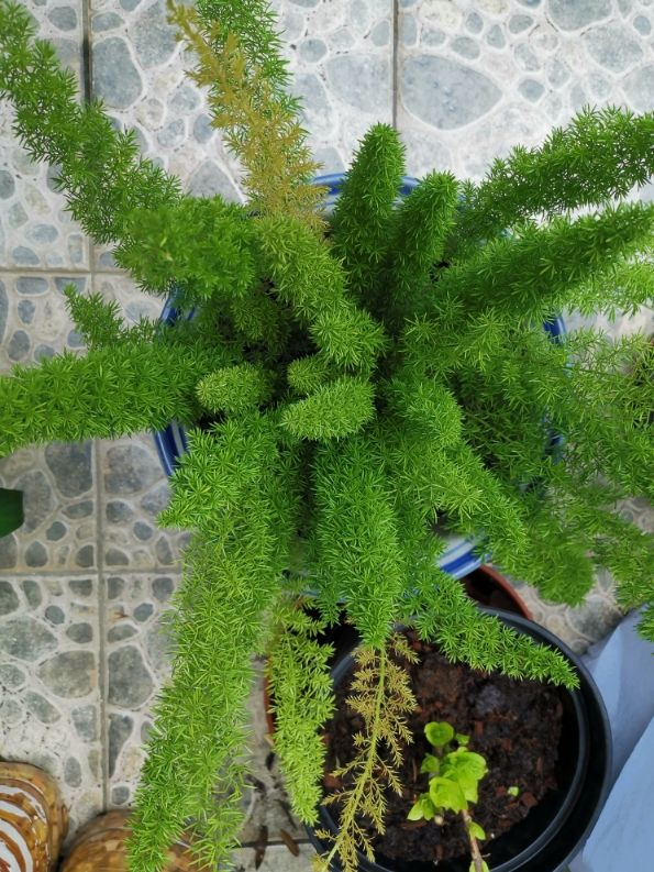 植物|5种花养在办公室，皮实好养，还有“财源滚滚”好兆头