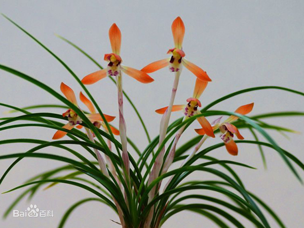 弹弓 君子嗜兰如命——植物非试管高效快繁技术快繁兰花