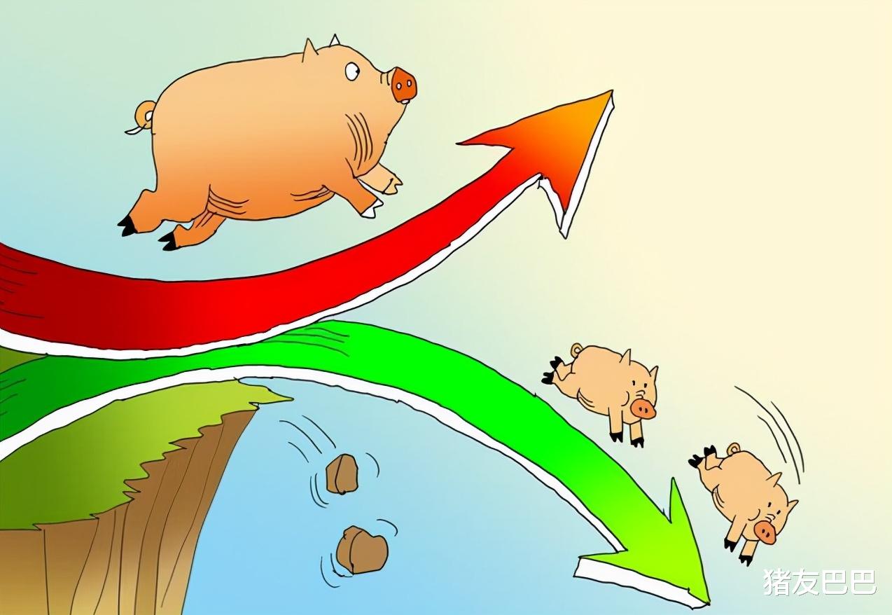 生猪价格|鸡蛋1天涨2毛，猪肉涨回“十字头”，猪价却要冲高下跌，发生了啥