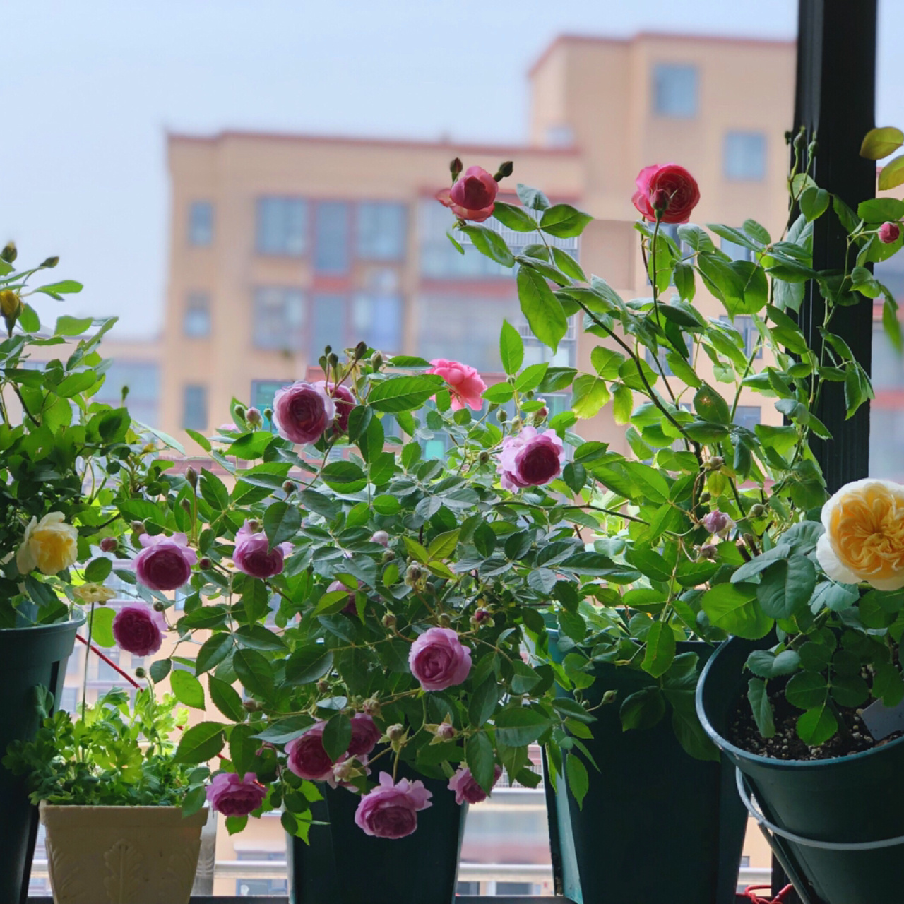 5㎡小阳台，打造治愈系小花园，一个人完成了阳台花园的所有改造