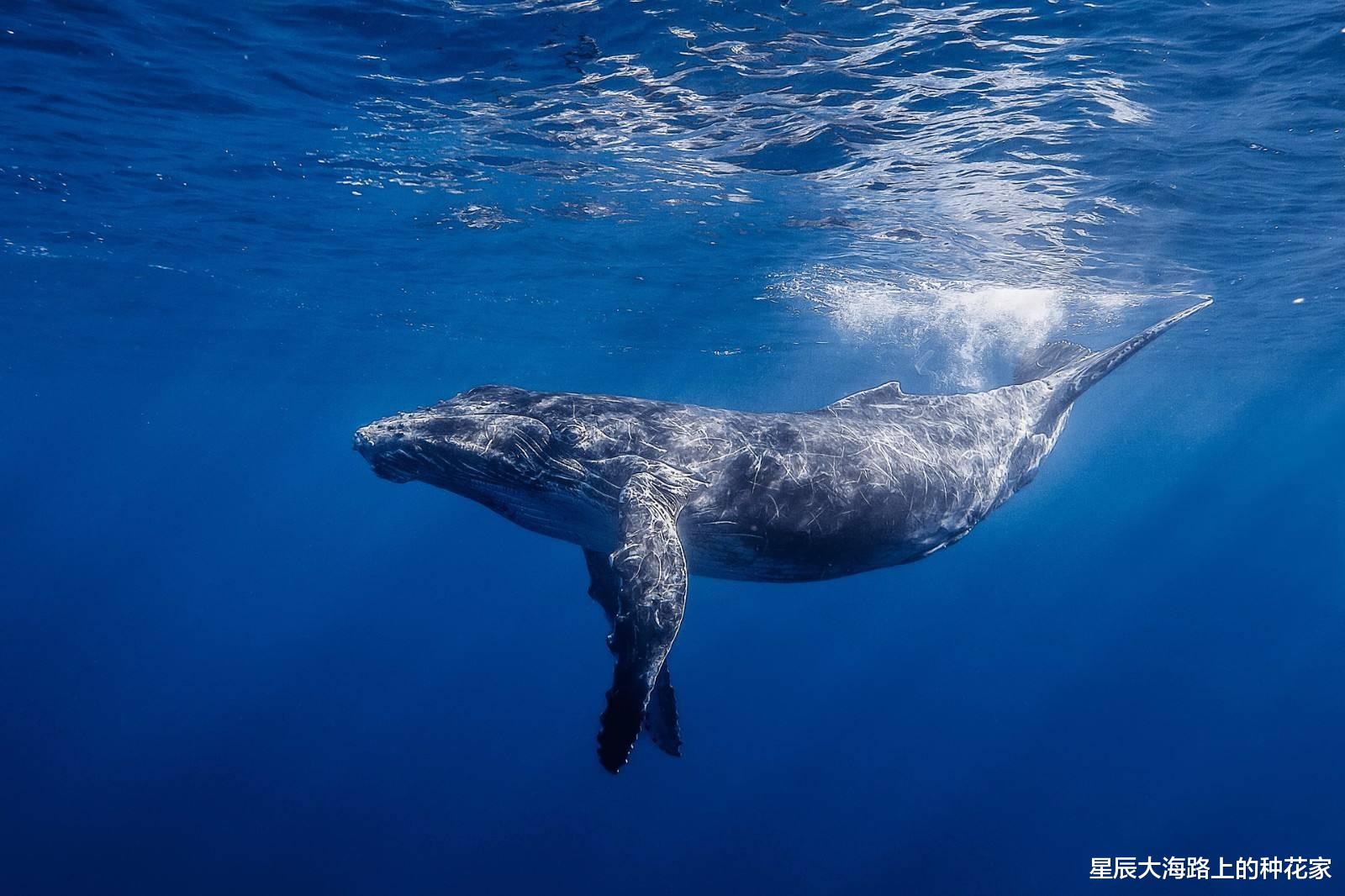 座头鲸|2019年，一头座头鲸出现在亚马逊雨林中，生物学家百思不得其解！
