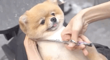 美容师|千万不要相信Tony老师的“创意”,不然…噗哈哈哈