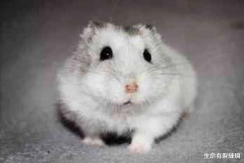 扭转乾坤|生肖兔：去年做啥都不成功，今年下半年扭转乾坤，做啥都顺