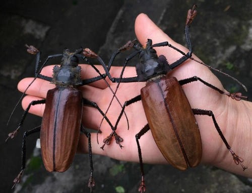 成哥看社会|5种巨大天牛昆虫，科学家还没发现的巨大幼虫，世界最大的伪蟑螂