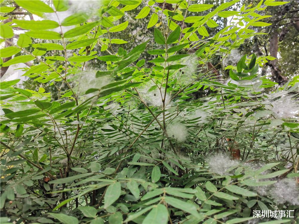 深圳城事汇 五月份的深圳，我最喜欢木棉絮纷飞的场景，觉得浪漫至极