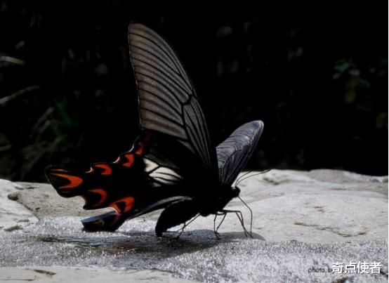 毒蛇 杭州发现“大眼外星人”，将自己伪装成一条毒蛇，专家：极其罕见