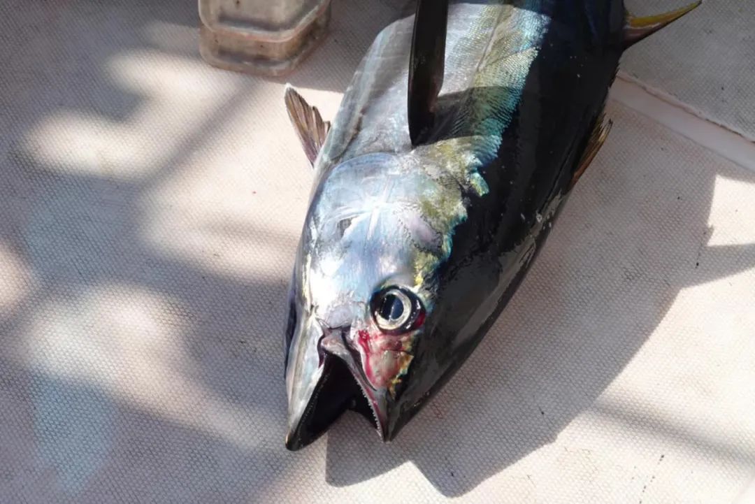 海钓|野奢不被鄙视？你问问那些爱钓鱼的老孩子们，他们有活蹦乱跳的经验！