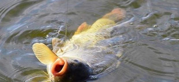 教教你家娃|夏季钓鱼“4钓4不钓”，并非河边守一天就会收获好！